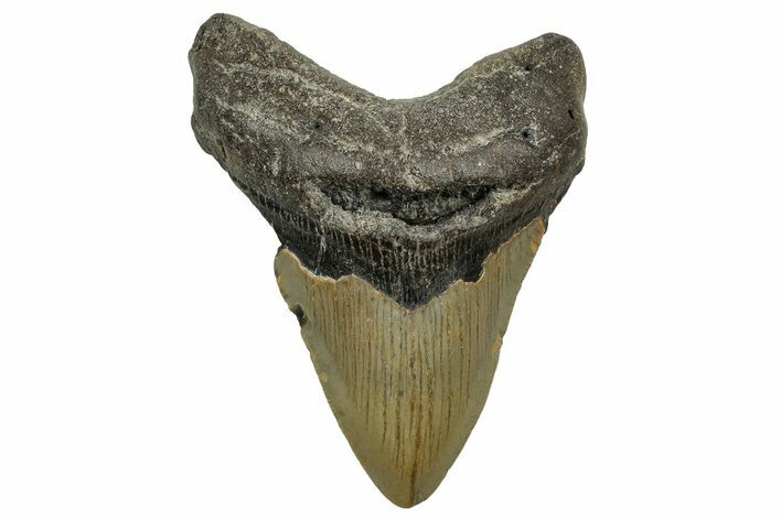 Fossil Megalodon Tooth - North Carolina #328844